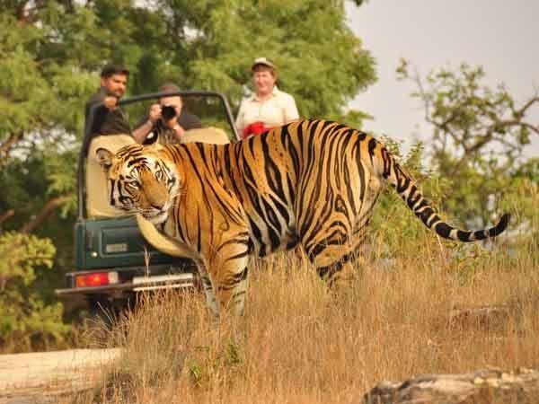 Jungle Safari - 100 m from Anizham Junglestar