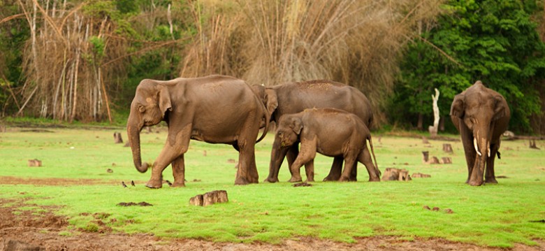 Nagarhole elephant safari